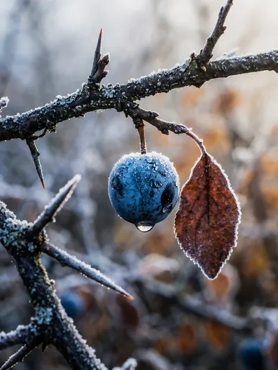 Wandbild Motiv: Frostjuwel der Schlehe